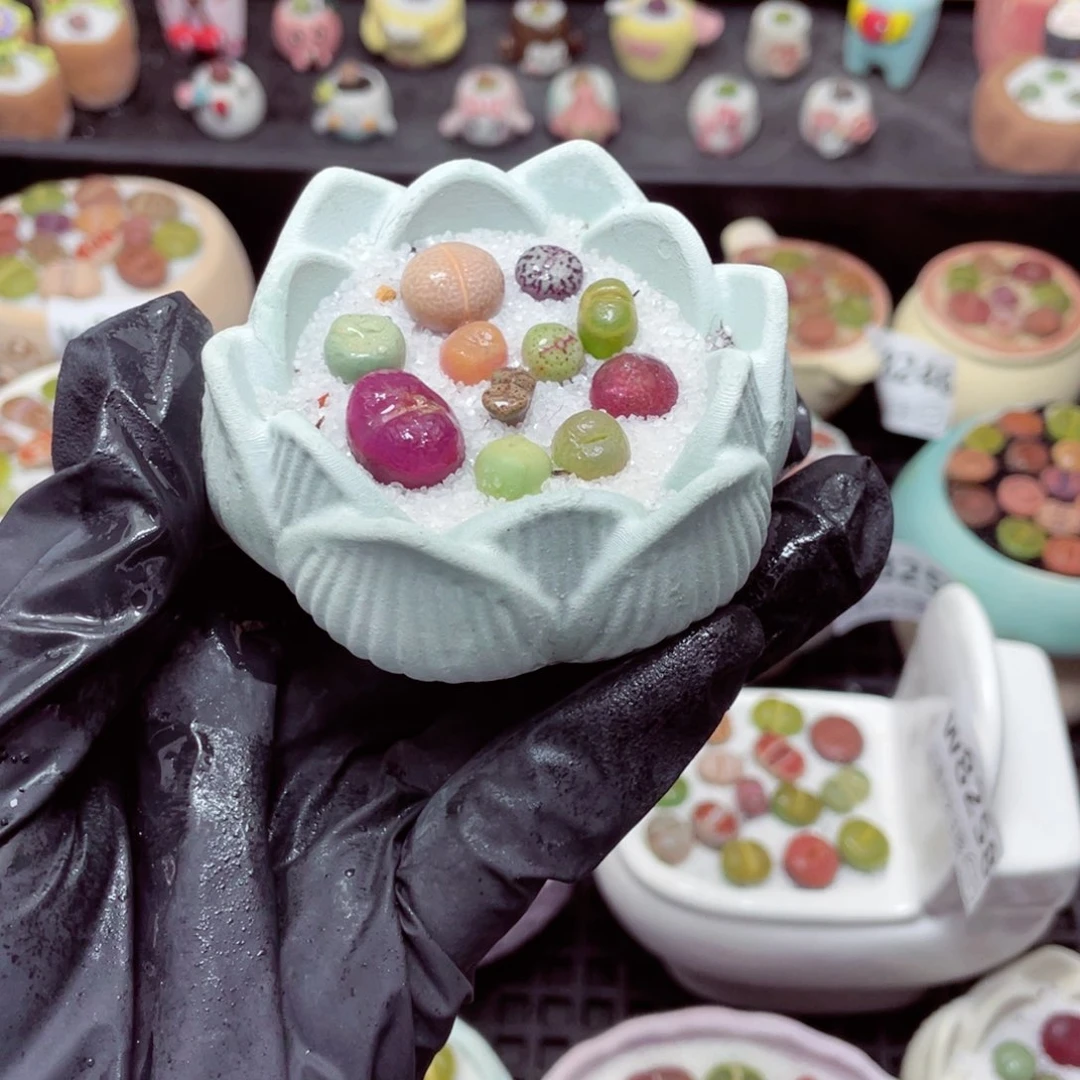 w8266 带盆土发货-零下地区拍保温箱