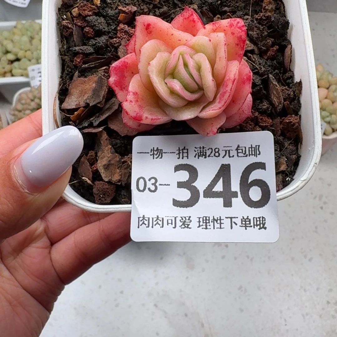 冰玫瑰无盆土发货