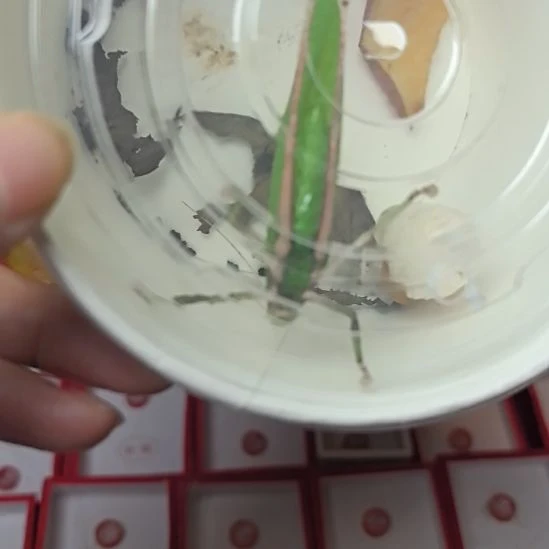 蟋蟀海南素背一只漂亮
