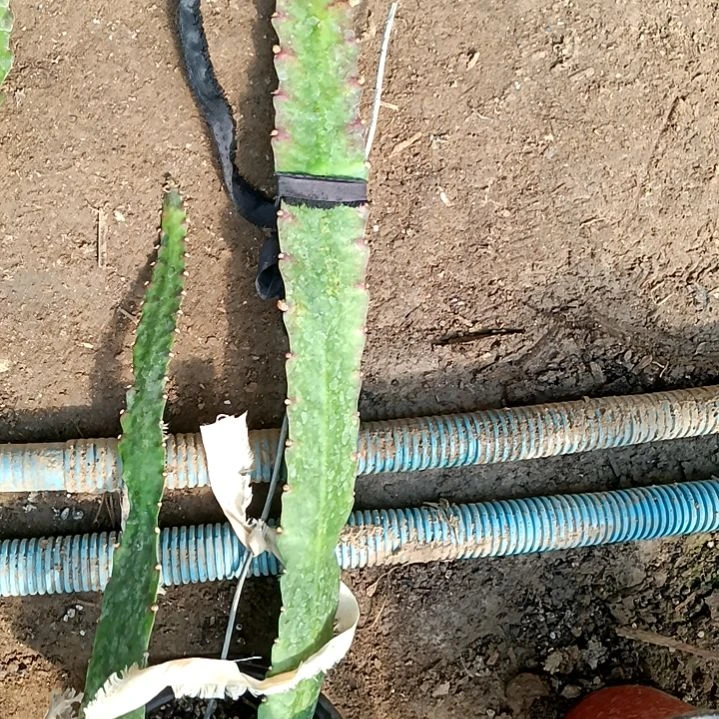 上****琢令箭何花东北小粉