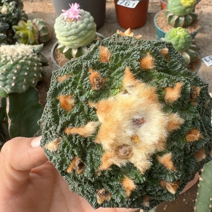 0676老金毛龟甲牡丹仙人球