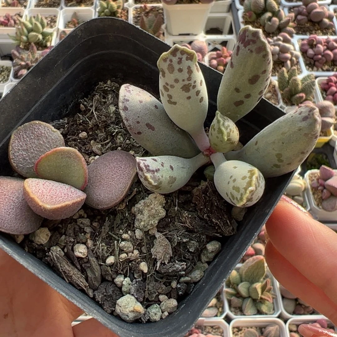 大*瓜海豹锦多肉植物水泡