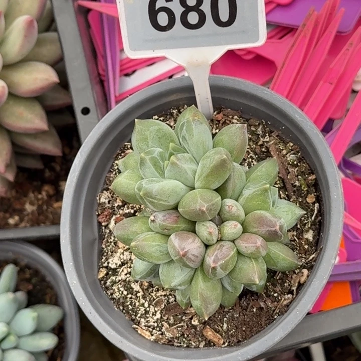 多肉植物重楼群680