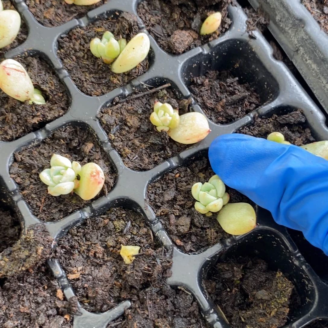 白泽叶片带芽一个多肉量拍