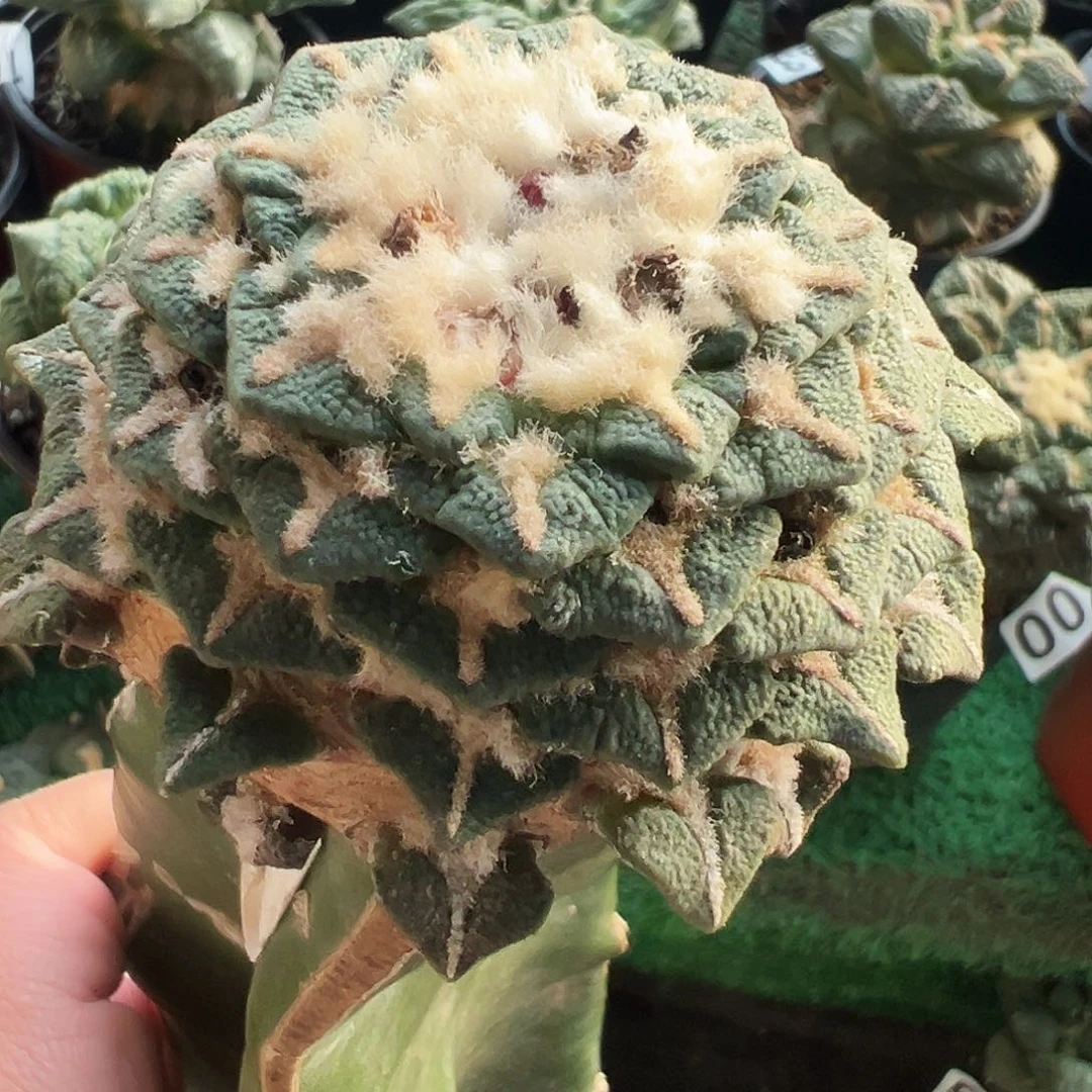 无花朵福利大屁股黑牡丹259