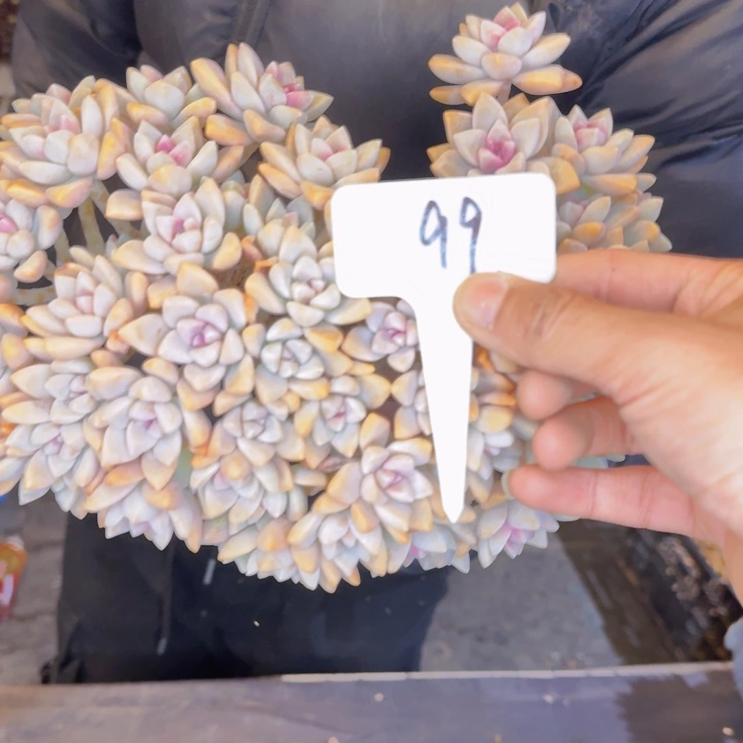 多肉植物的生长发育和生长发育都