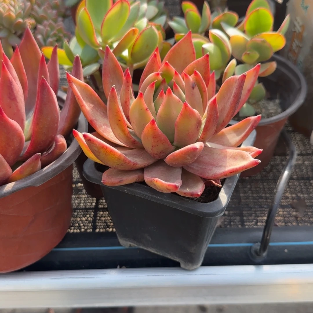 无花朵黑盆弗兰克