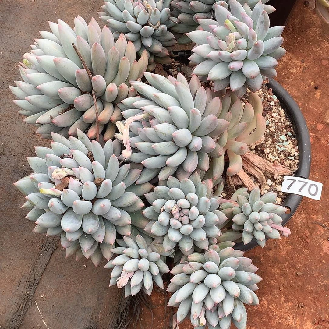 770所罗门一物一拍多肉