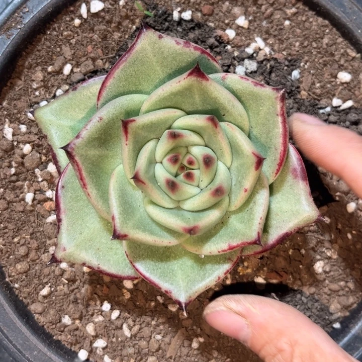 宽圆叶11111111111