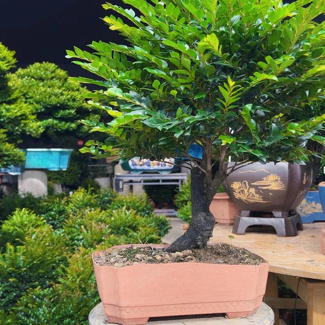 无花朵重**来秀明园艺秀明园艺