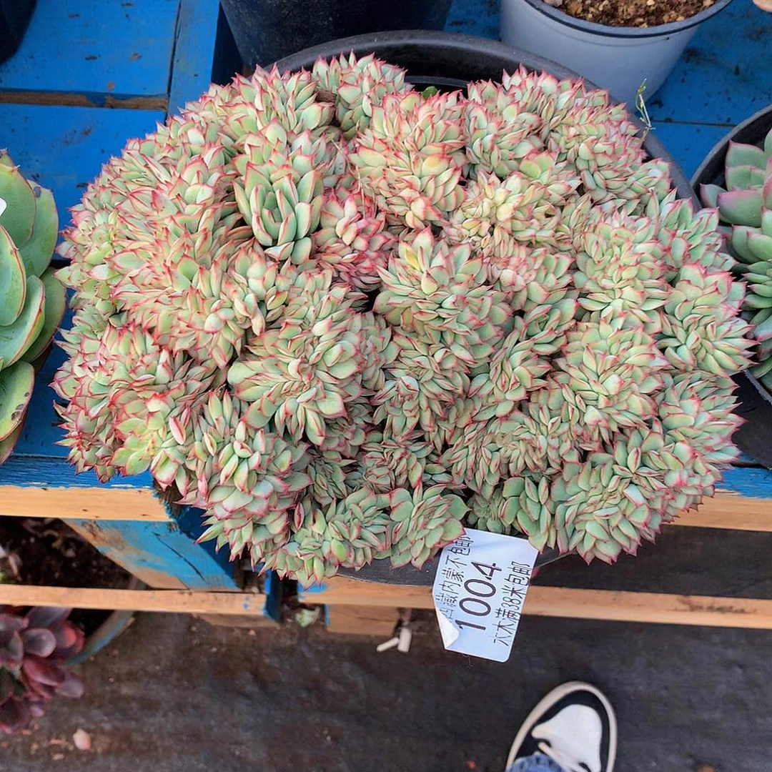 涂*      月光女神缀1004