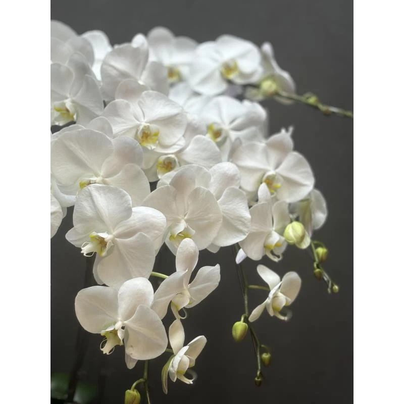 蝴蝶兰《水晶马车》桌面阳台花卉盆栽绿植