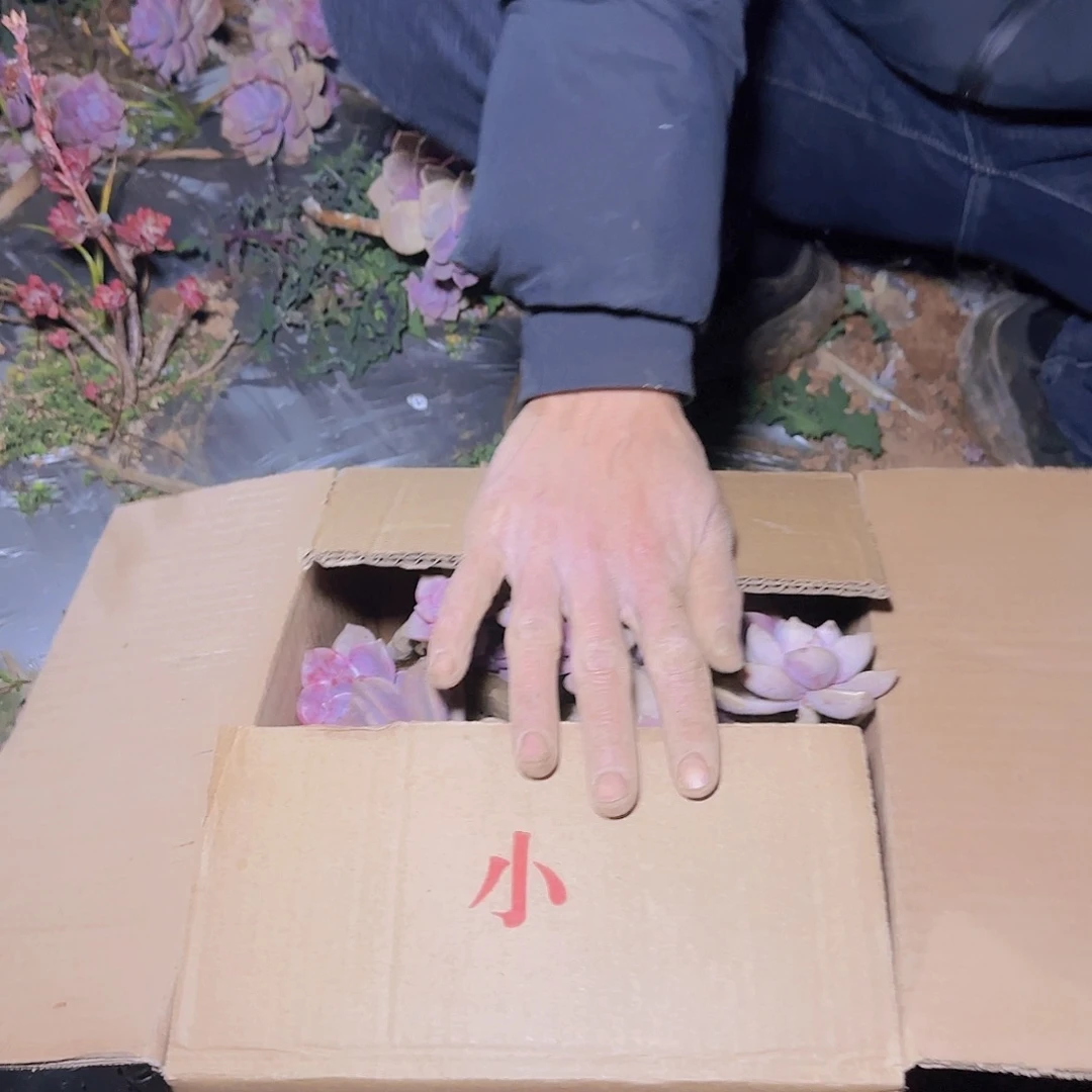 箱拍紫乐多肉不售后