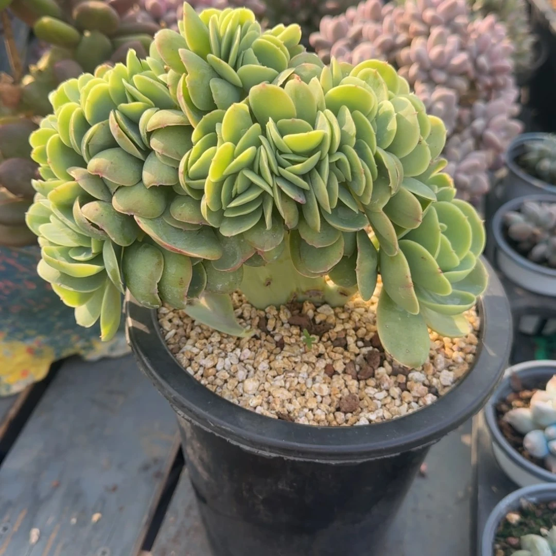 碧桃缀化一物一拍