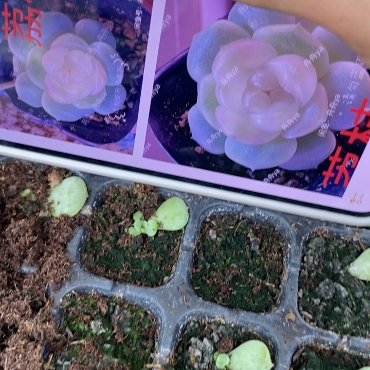 荔枝芽苗一个多肉量
