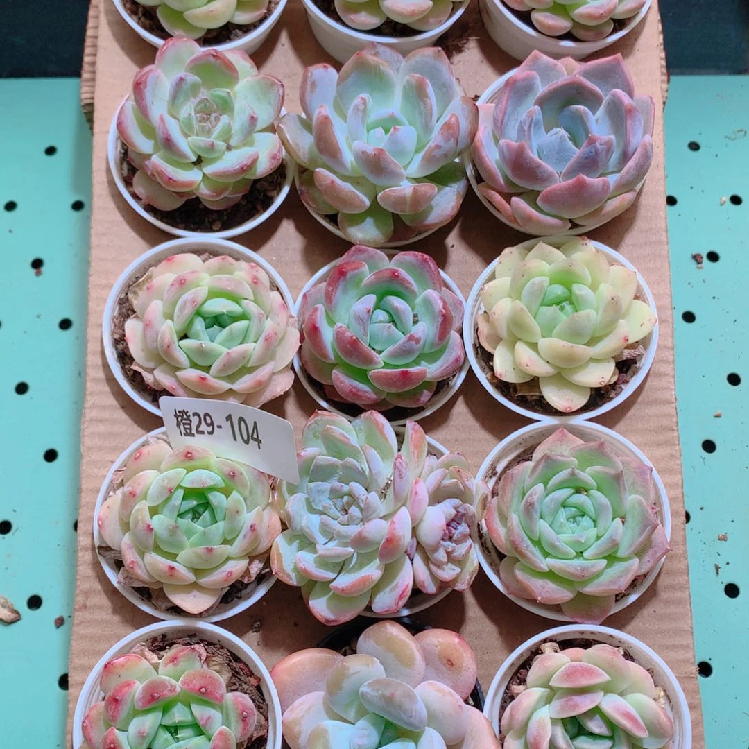 29-104一物一拍带盆18颗