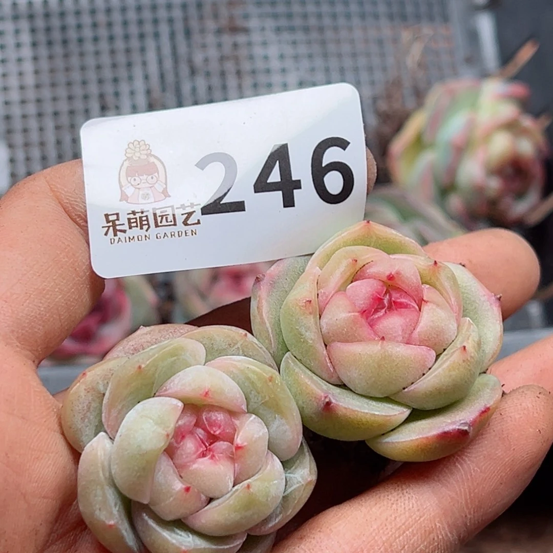 微***?多肉植物多肉植物