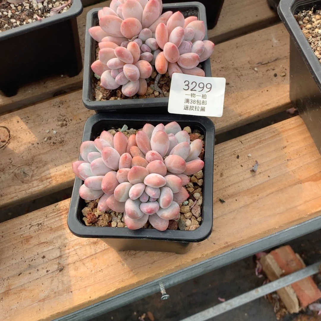 大*9厘米三头香水多肉两颗3299