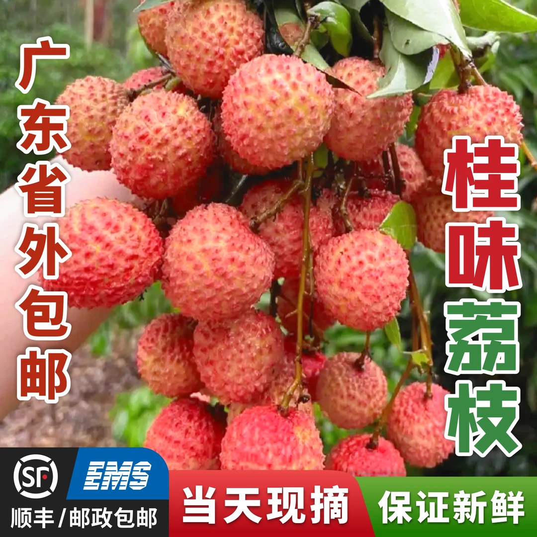 桂味荔枝【广东省外专拍 】3/5/10斤 增城荔枝现摘现发