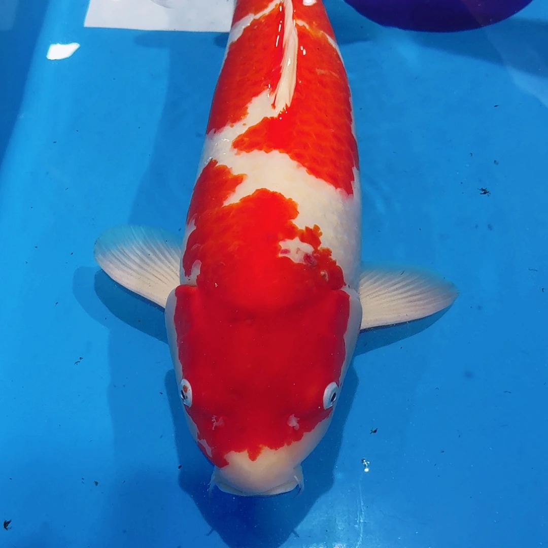 海水佛山兴隆锦鲤