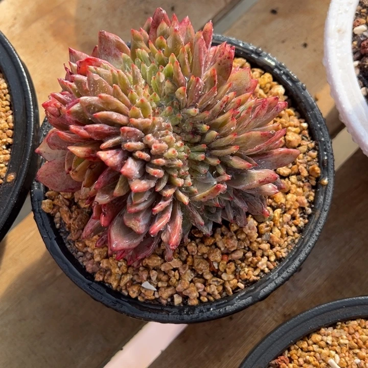 香槟缀化 夏鸣园艺