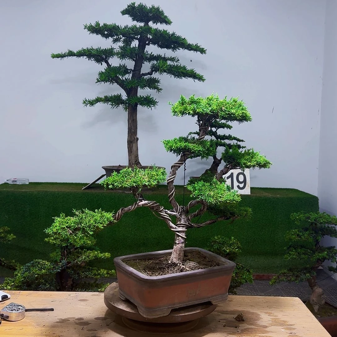 盆景盆景盆景盆景