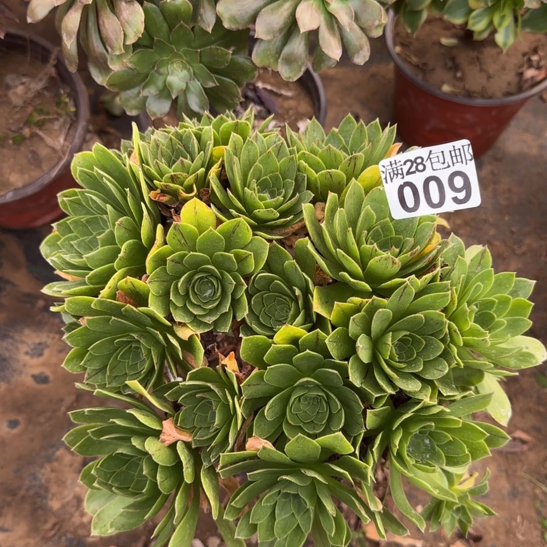 木法沙多肉009满28包邮断枝不包