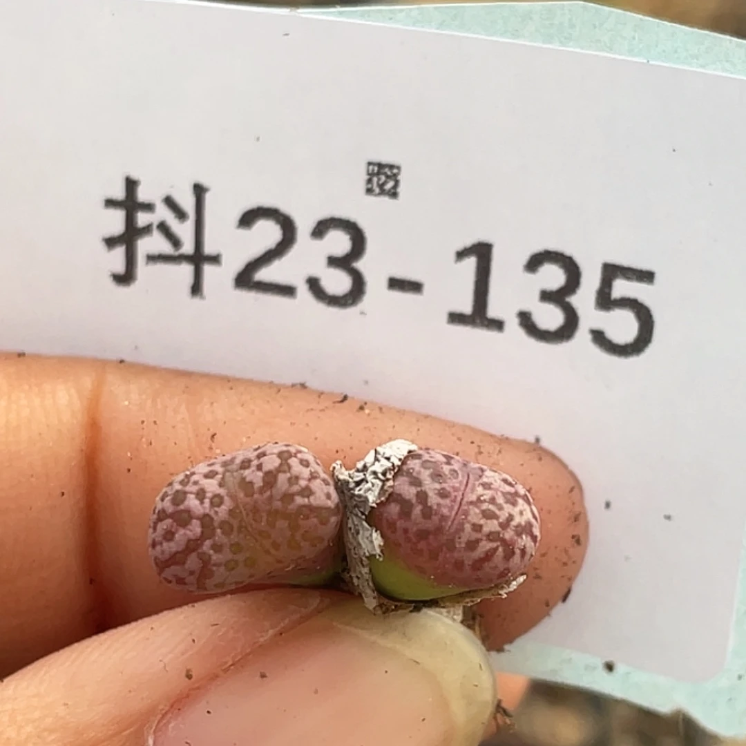 23-135紫鸟多肉植物肉锥
