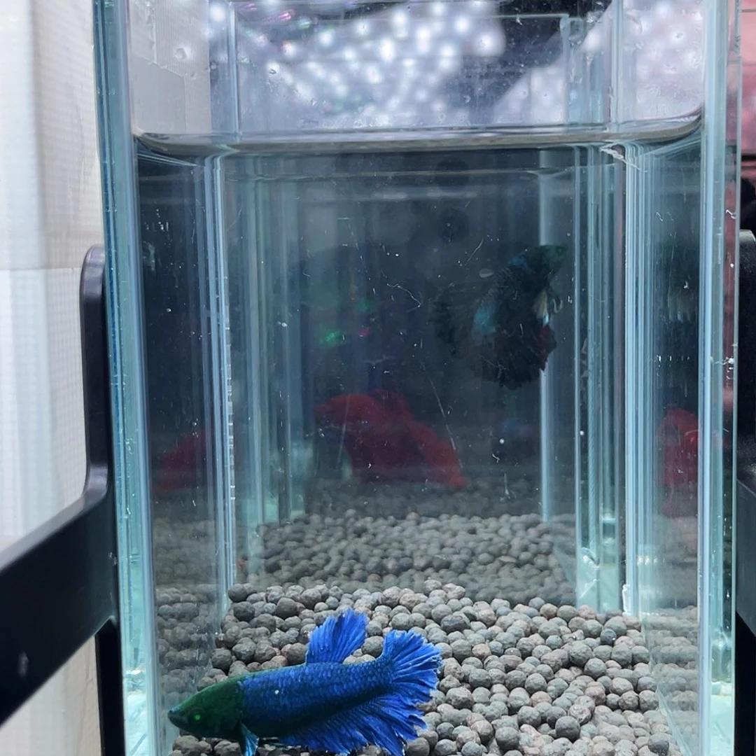 斗鱼22号910早绿魔绣