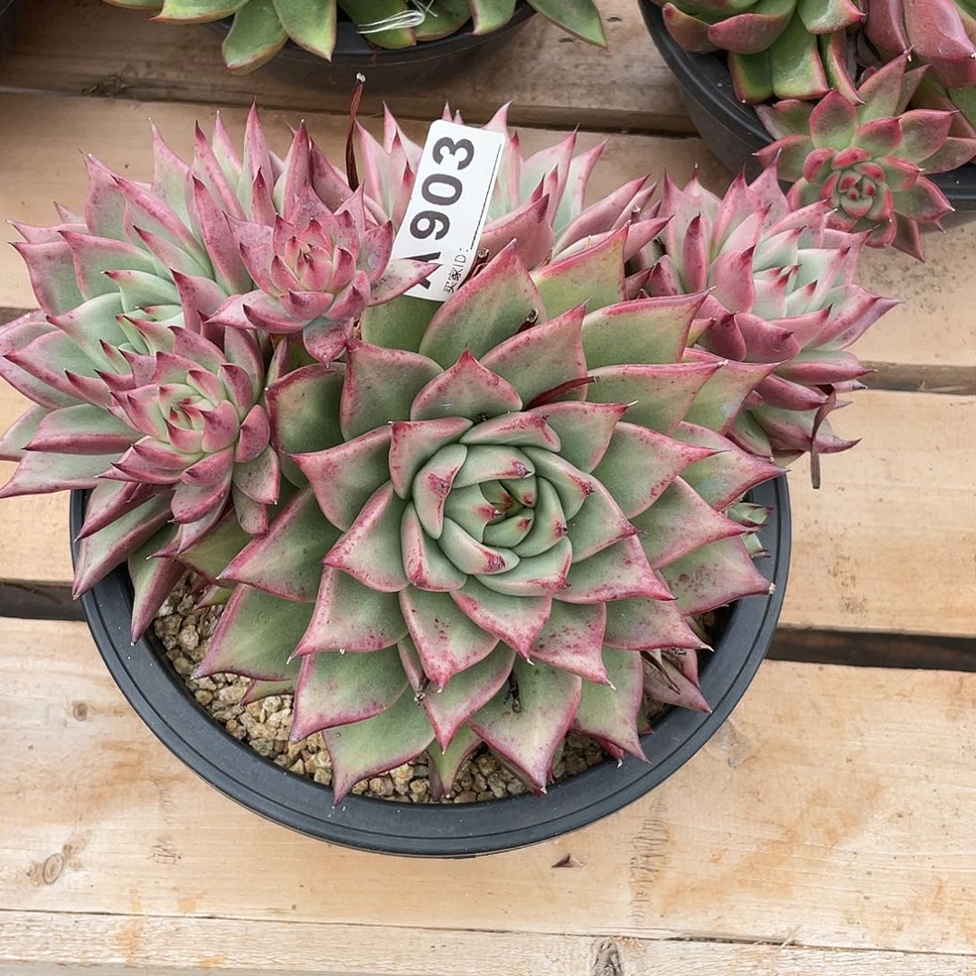 旺***猪若如东云框拍A903