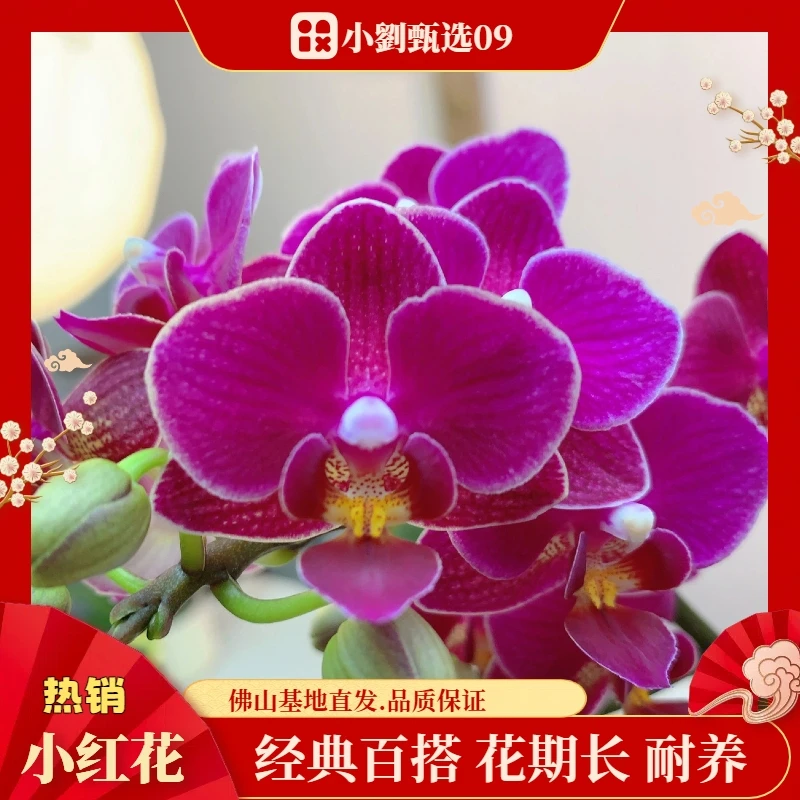 【小红花09】精品蝴蝶兰