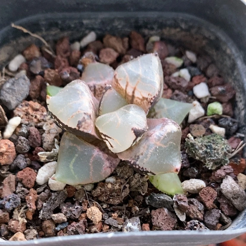 【闪购商品】冰皇哈哈