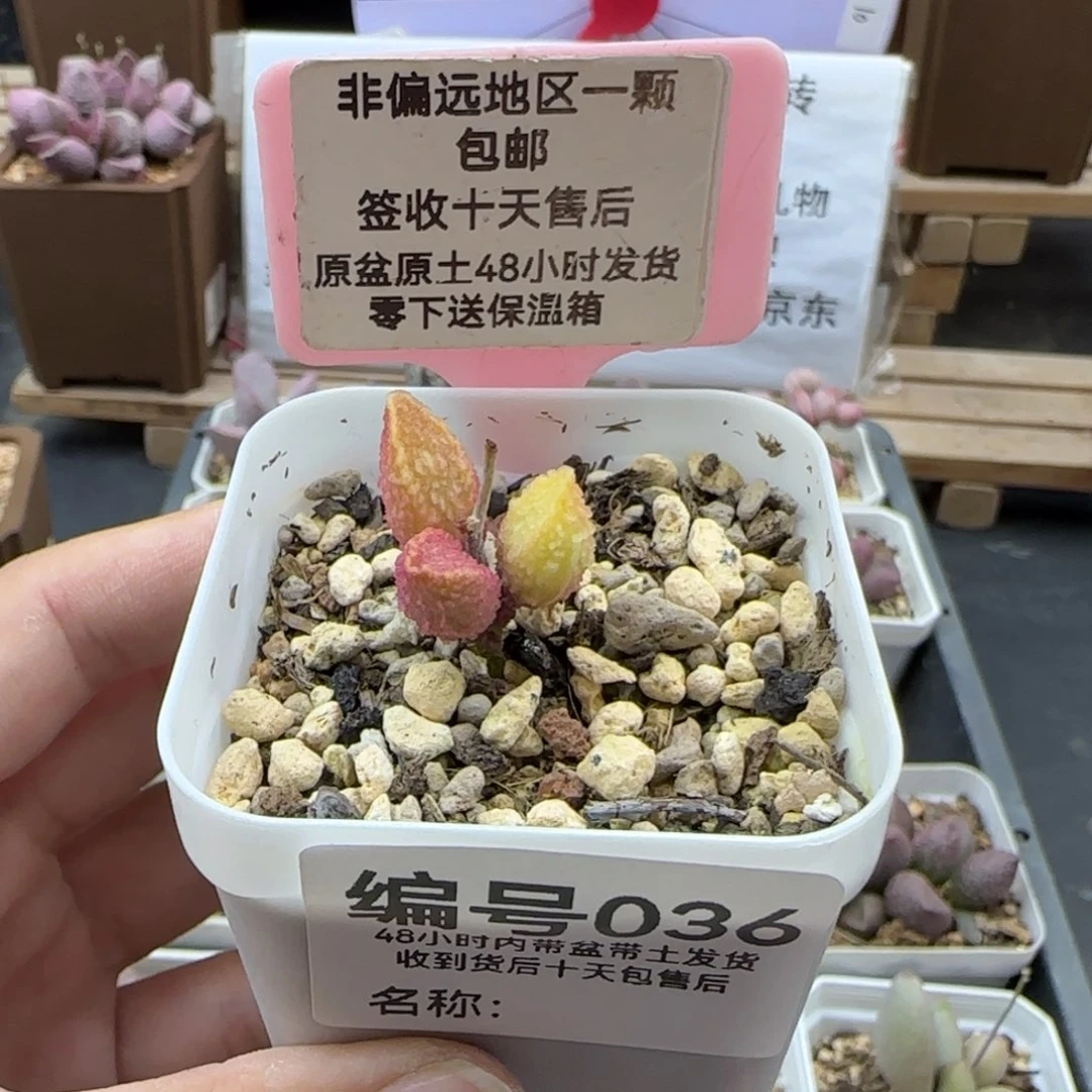 036猪舌多肉植物