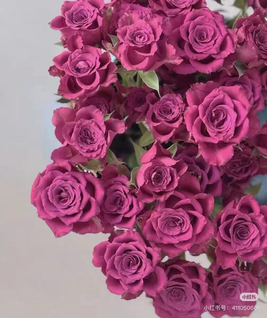 云花巷#L25花香蓝莓22+- 小众稀有玫瑰自选 顺丰空运包邮
