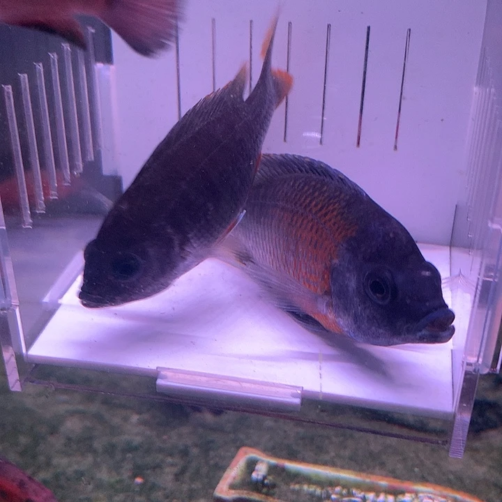 慈鲷鱼直播蓝面财神公母一对