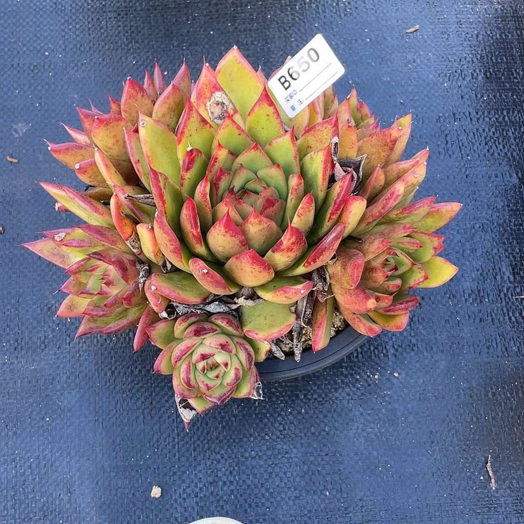 若如东云单拍B650