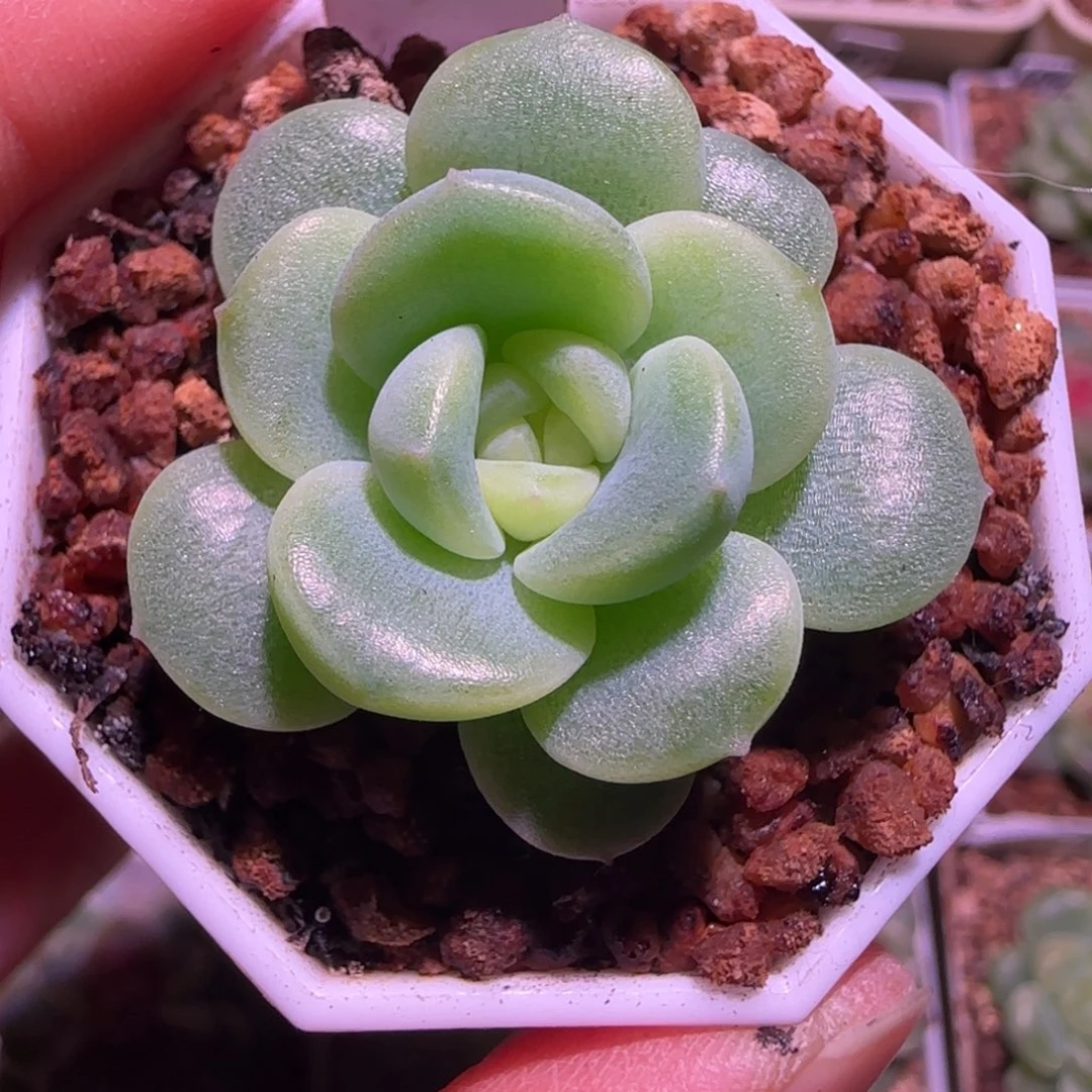 蝶***儿售后柔情单头多肉