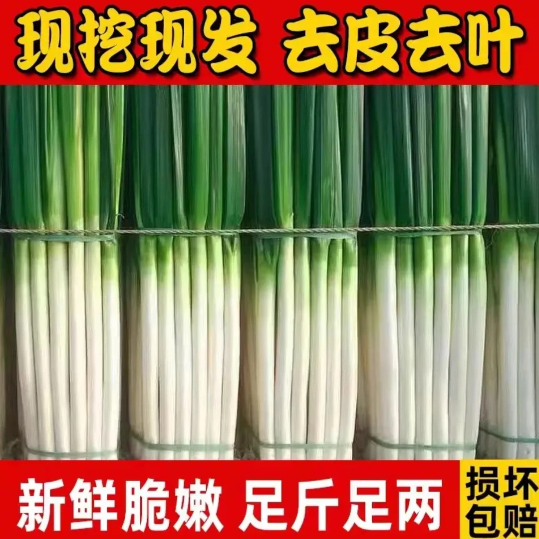 青海土特产推荐官互助班彦长白葱现挖现发