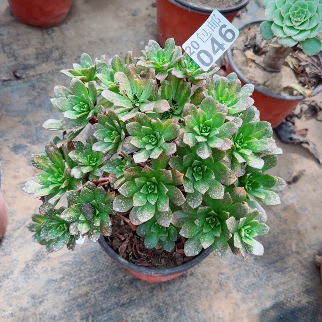 花茶多肉046满20包邮断枝不包瑕疵