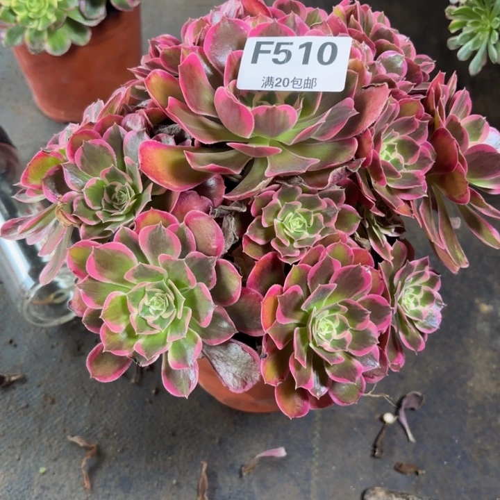 瑞妈，，，。。。。。510皇后，