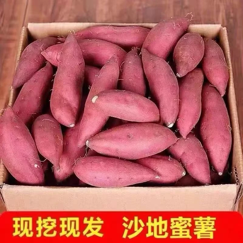 【抢购中】当季正宗沙地蜜薯软糯香甜新鲜黄心番薯烤地瓜红薯现挖