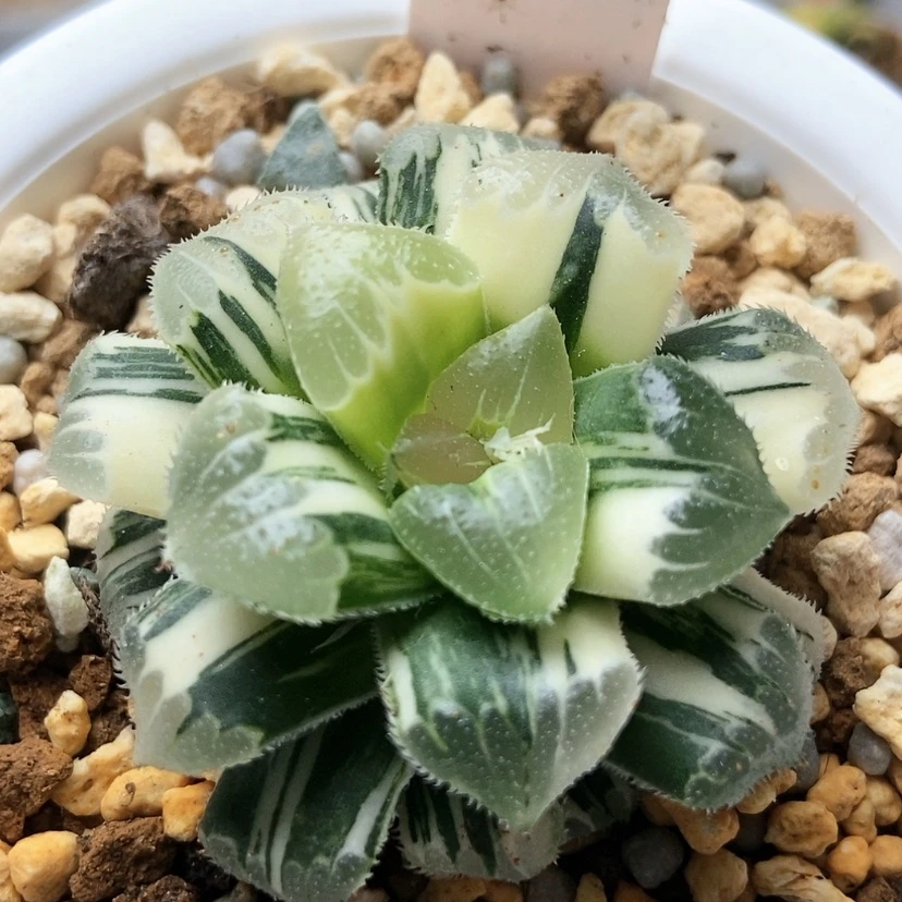 【闪购商品】ە*雄芷寿锦54