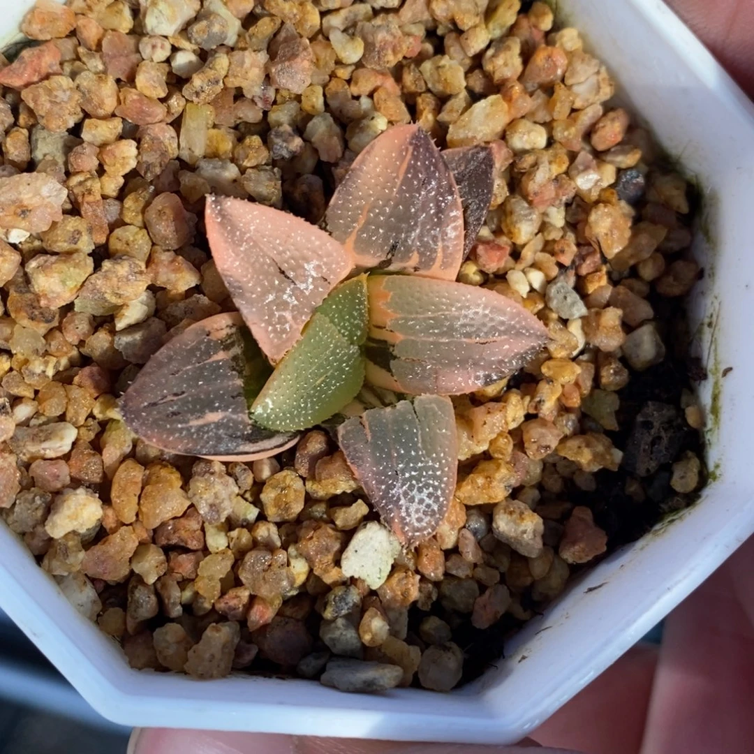 一颗实生克锦 元旦福利