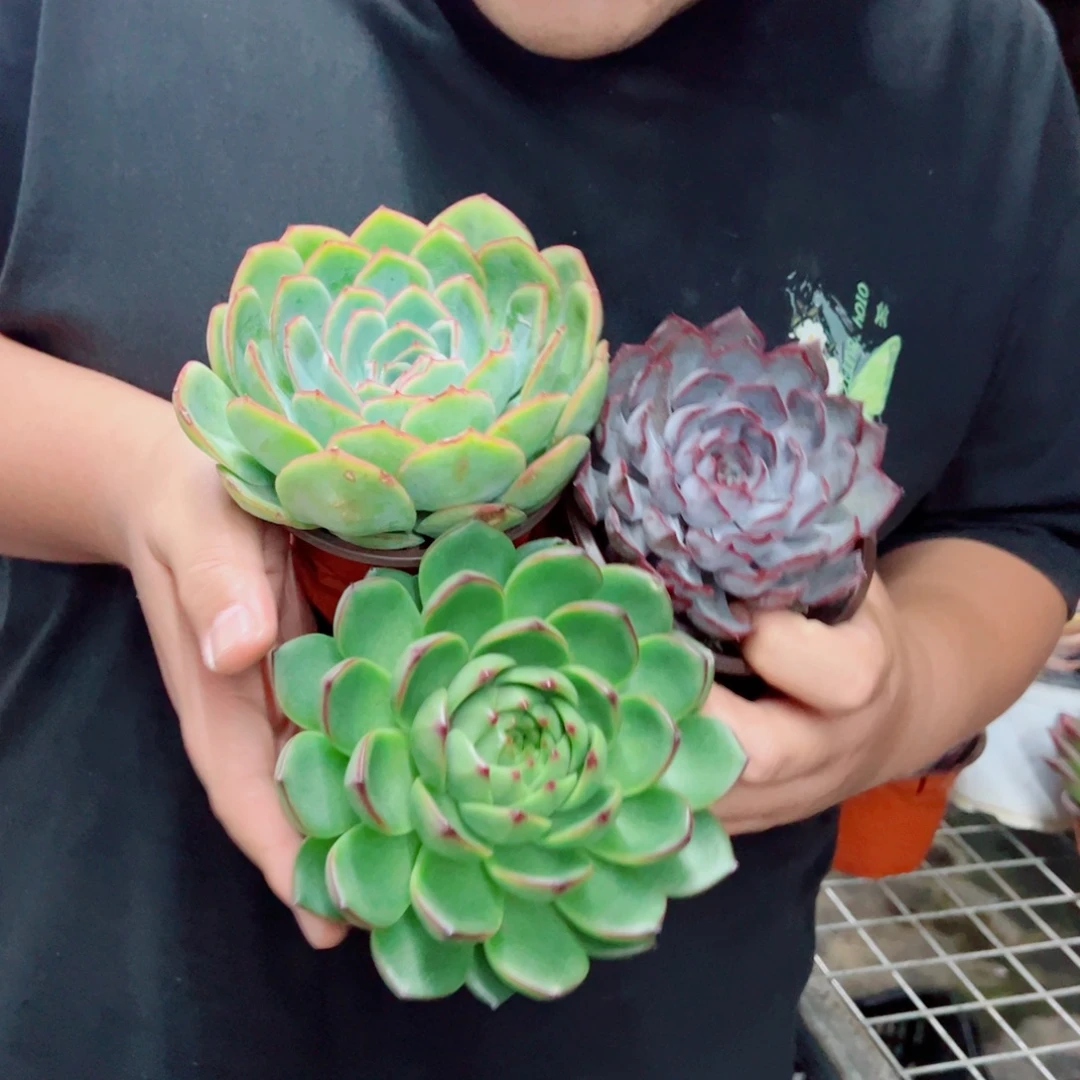 暗冰，晨露，月亮石大单头各一，120杯