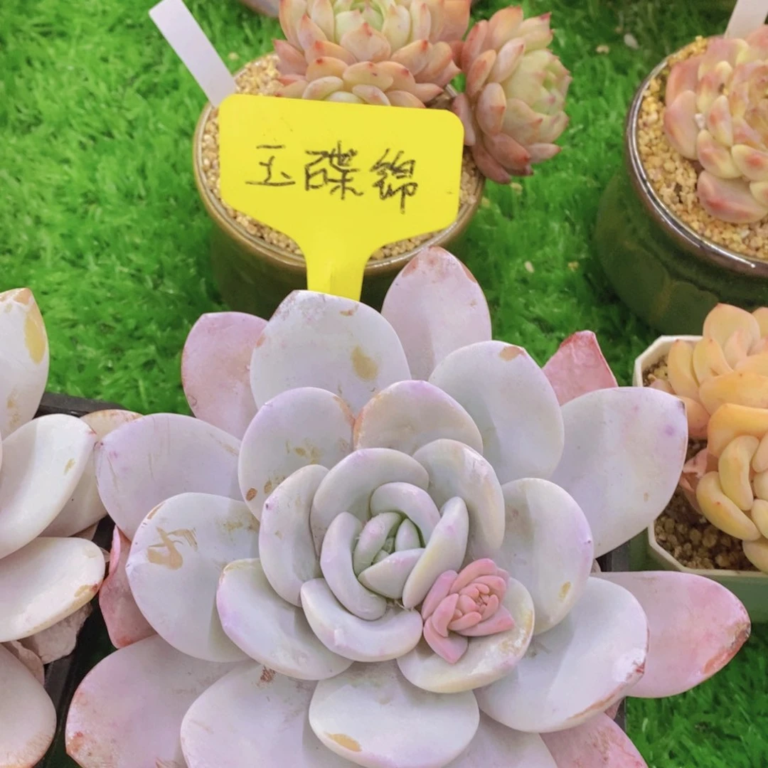 开心多肉植物多肉