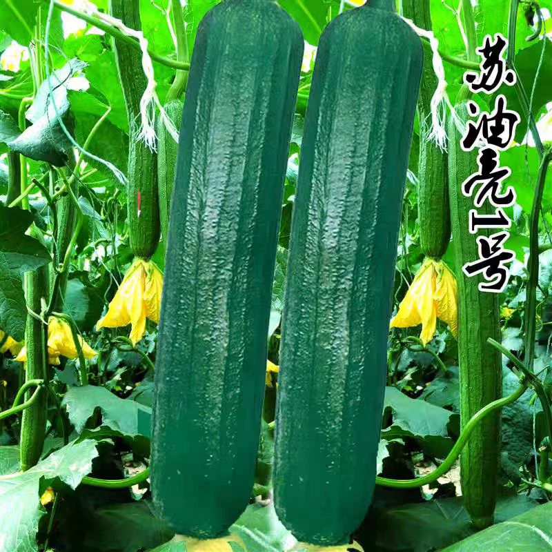 苏油亮1号丝瓜种子油亮型深绿油亮丝瓜种籽长棒形肉厚味浓丝瓜种