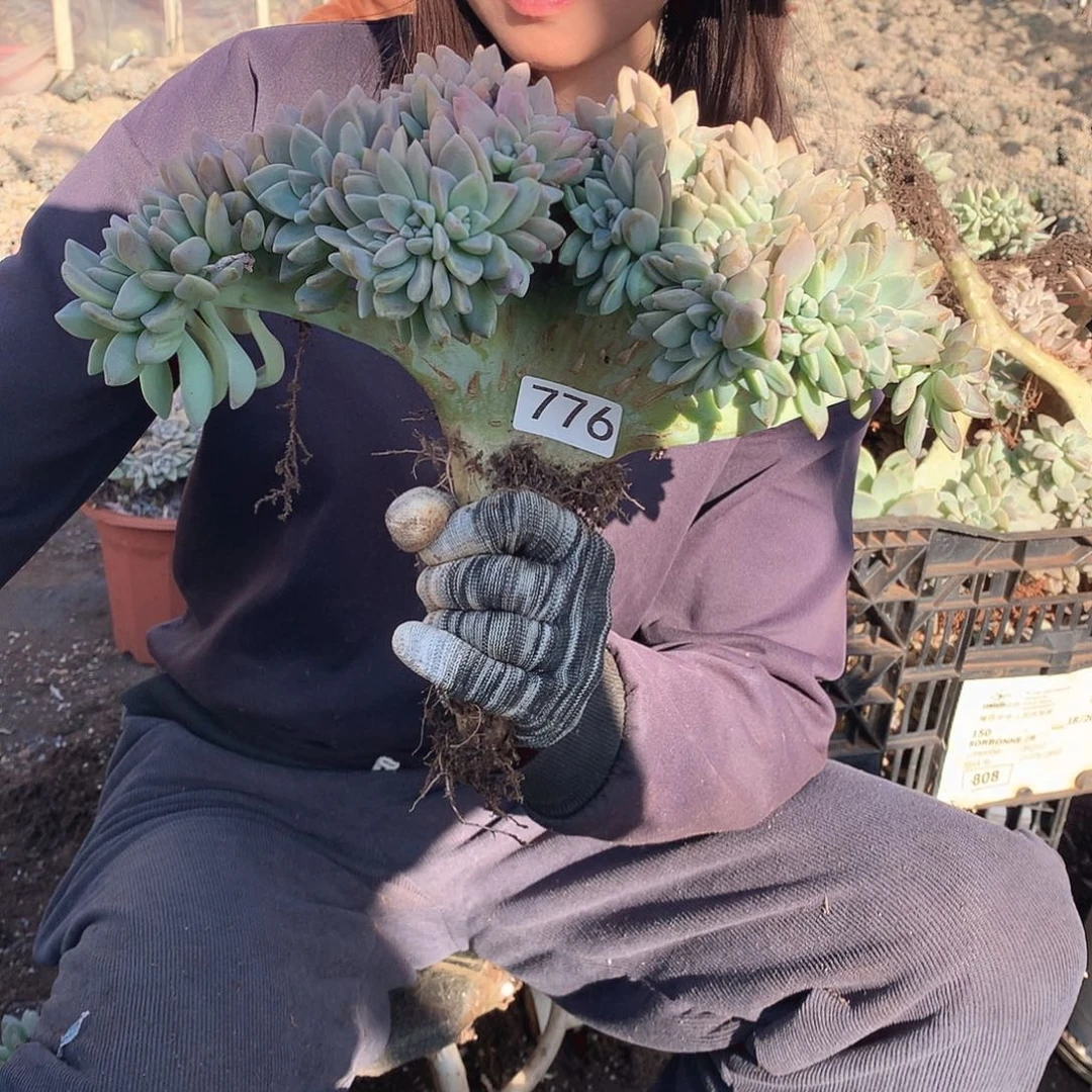 776 淡雪缀 一物一拍