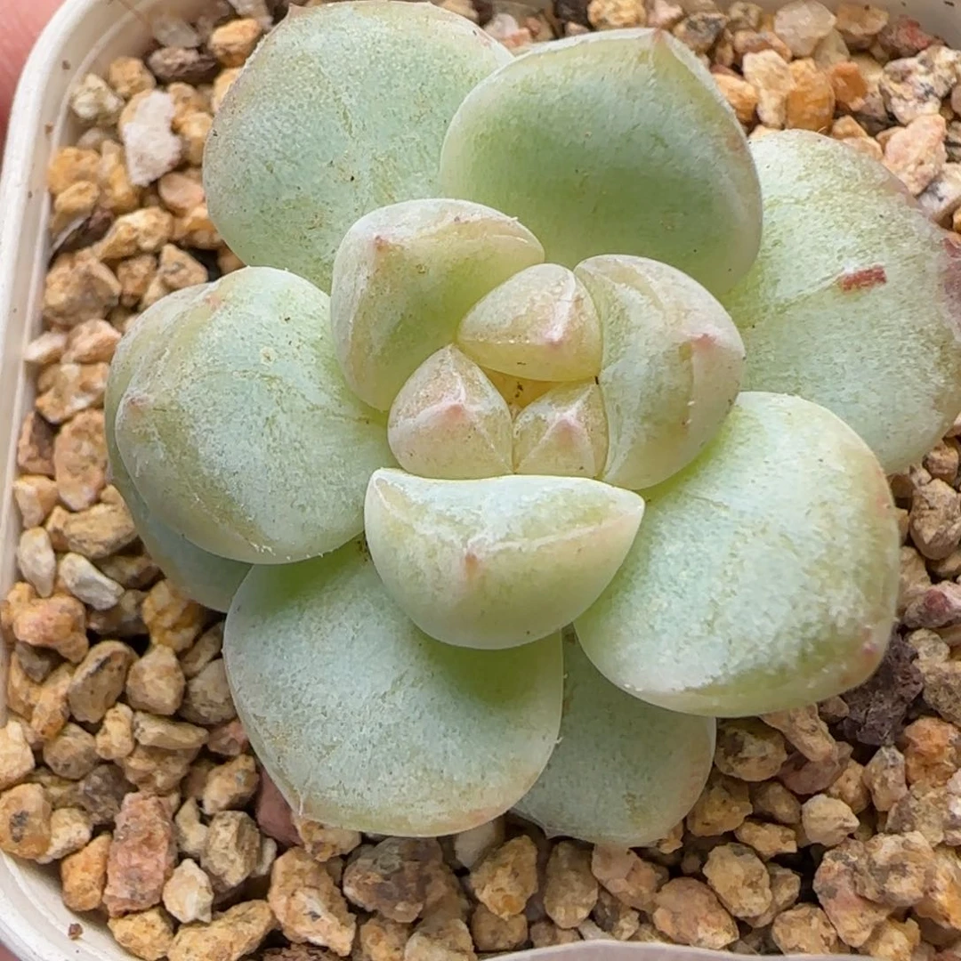 【满39包邮非偏远】150