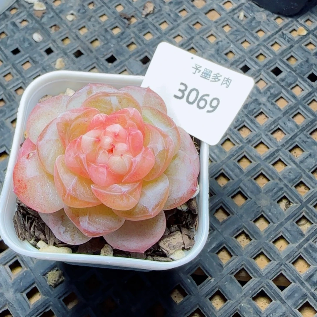 嘟嘟粉，3069多肉植物