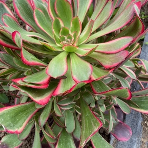 爱****样217香奈儿满25包邮多肉